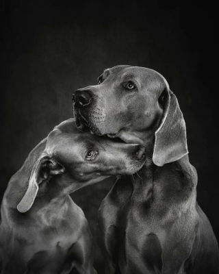 Illustration de l'article : 12 photos de chiens exceptionnelles venant d’un concours prestigieux