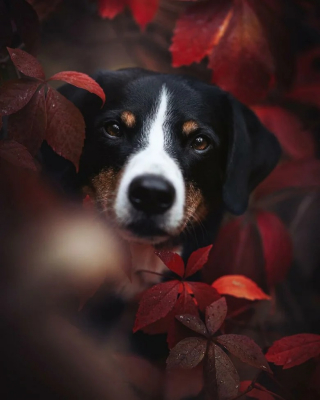 Illustration de l'article : 12 photos de chiens exceptionnelles venant d’un concours prestigieux