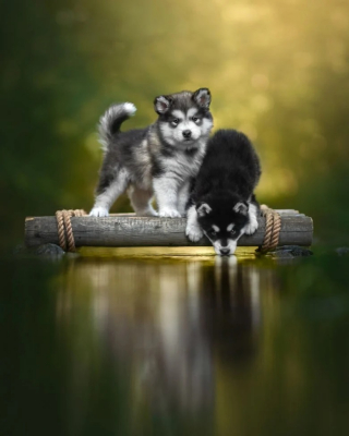 Illustration de l'article : 12 photos de chiens exceptionnelles venant d’un concours prestigieux