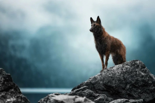 Illustration de l'article : 12 photos de chiens exceptionnelles venant d’un concours prestigieux