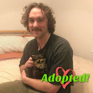 Illustration de l'article : Un chaton caché sous des rochers est sauvé de justesse avant une tempête glaciale