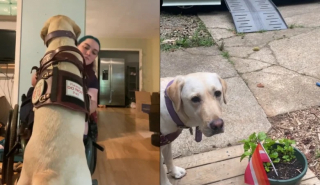 Illustration de l'article : Cette chienne guide saute de joie en retrouvant des amis le temps d’une pause