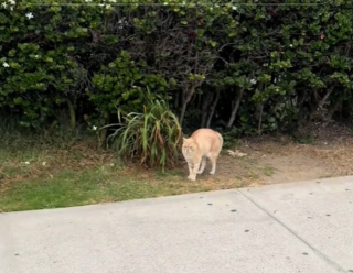 Illustration de l'article : Ce Dalmatien est devenu ami avec un chat errant et vient le saluer tous les matins (vidéo)