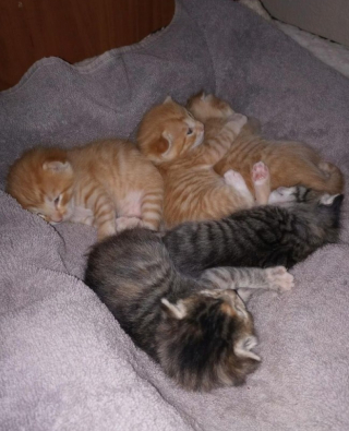 Illustration de l'article : Ce chaton abandonné remue les oreilles en tétant son biberon (vidéo)