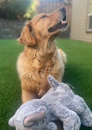 Illustration de l'article : Un Golden Retriever adopté découvre les jouets pour la première fois de sa vie (vidéo)