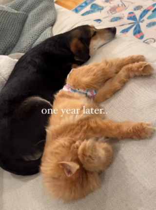 Illustration de l'article : Une propriétaire comprend pourquoi son chien et son chat se disputent et partage ce qu’elle a découvert