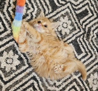 Illustration de l'article : Trouvé sous une terrasse, ce chaton affamé se fait un meilleur ami pour la vie