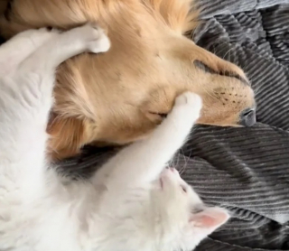 Illustration de l'article : Un Golden Retriever et un chaton malade apprennent à se connaître et deviennent meilleurs amis (vidéo)