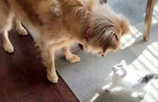 Illustration de l'article : Un Golden Retriever et un chaton malade apprennent à se connaître et deviennent meilleurs amis (vidéo)