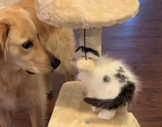 Illustration de l'article : Un Golden Retriever et un chaton malade apprennent à se connaître et deviennent meilleurs amis (vidéo)