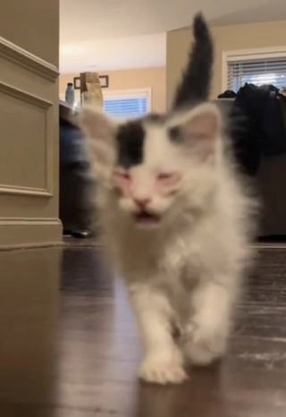 Illustration de l'article : Un Golden Retriever et un chaton malade apprennent à se connaître et deviennent meilleurs amis (vidéo)