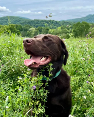 Illustration de l'article : Un chien d’assistance abandonné trouve un nouveau foyer et reprend du service