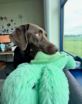 Illustration de l'article : Un chien d’assistance abandonné trouve un nouveau foyer et reprend du service