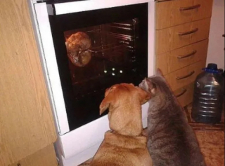 Illustration de l'article : 10 photos de chats et de chiens qui illuminent le quotidien de leur propriétaire