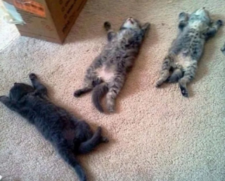 Illustration de l'article : 10 photos de chats et de chiens qui illuminent le quotidien de leur propriétaire