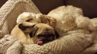 Illustration de l'article : 10 photos de chats et de chiens qui illuminent le quotidien de leur propriétaire