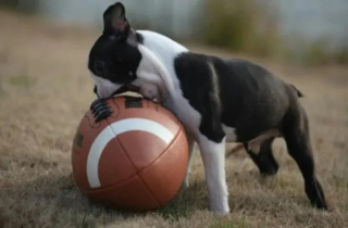 Illustration de l'article : 10 photos de chats et de chiens qui illuminent le quotidien de leur propriétaire