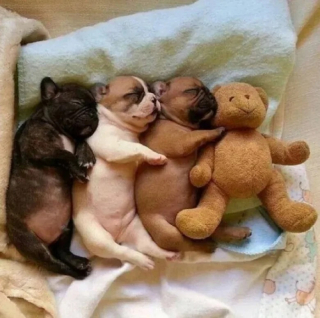 Illustration de l'article : 10 photos de chats et de chiens qui illuminent le quotidien de leur propriétaire