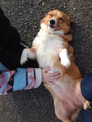 Illustration de l'article : 10 photos de chats et de chiens qui illuminent le quotidien de leur propriétaire