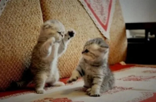 Illustration de l'article : 10 photos de chats et de chiens qui illuminent le quotidien de leur propriétaire