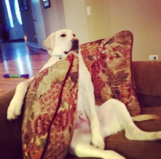 Illustration de l'article : 10 photos de chats et de chiens qui illuminent le quotidien de leur propriétaire