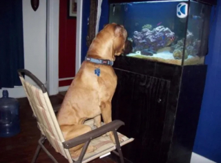 Illustration de l'article : 10 photos de chats et de chiens qui illuminent le quotidien de leur propriétaire