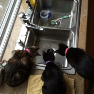 Illustration de l'article : 10 photos de chats et de chiens qui illuminent le quotidien de leur propriétaire