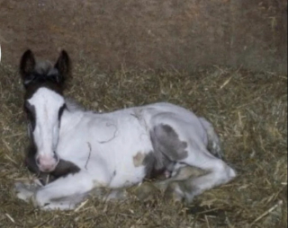 Illustration de l'article : Un poulain abandonné devient cheval de concours après avoir été sauvé