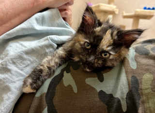 Illustration de l'article : Un chaton écaille de tortue déjoue tous les pronostics lorsqu’il se rend chez le vétérinaire