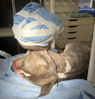 Illustration de l'article : Un chien vivant avec une tumeur de 3 kilogrammes se fait opérer et démarre une nouvelle vie