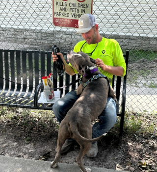 Illustration de l'article : Un chien vivant avec une tumeur de 3 kilogrammes se fait opérer et démarre une nouvelle vie