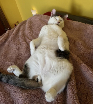 Illustration de l'article : Un chat de refuge trouve enfin un foyer après plus d'un an d'attente