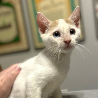 Illustration de l'article : Un chat de refuge trouve enfin un foyer après plus d'un an d'attente