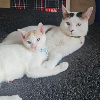 Illustration de l'article : Un chat de refuge trouve enfin un foyer après plus d'un an d'attente