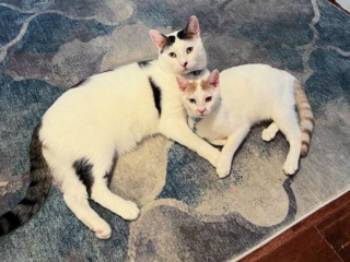 Illustration de l'article : Un chat de refuge trouve enfin un foyer après plus d'un an d'attente