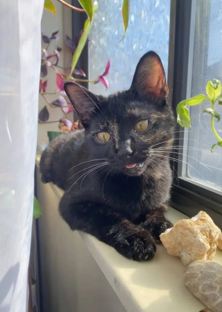 Illustration de l'article : Des techniciens sympathisent avec un chat pendant une intervention et lui offrent un cadeau amusant