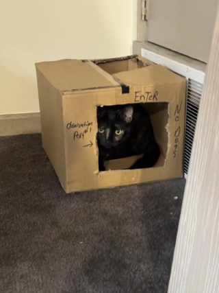 Illustration de l'article : Des techniciens sympathisent avec un chat pendant une intervention et lui offrent un cadeau amusant