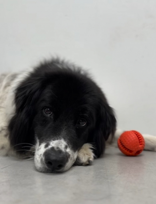 Illustration de l'article : Après 760 jours d’attente, cette chienne de refuge trouve enfin un foyer