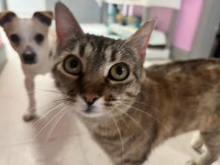 Illustration de l'article : En aidant les chiens de refuge à tester leur tolérance aux félins, cette chatte leur permet de trouver la famille idéale (vidéo)