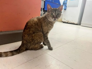 Illustration de l'article : En aidant les chiens de refuge à tester leur tolérance aux félins, cette chatte leur permet de trouver la famille idéale (vidéo)