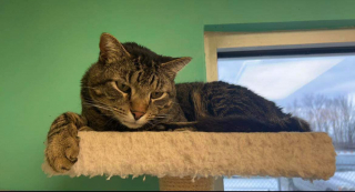 Illustration de l'article : En aidant les chiens de refuge à tester leur tolérance aux félins, cette chatte leur permet de trouver la famille idéale (vidéo)