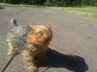 Illustration de l'article : 10 photos de chiens qui jouent avec le vent