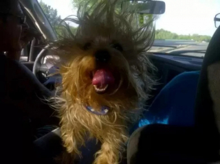 Illustration de l'article : 10 photos de chiens qui jouent avec le vent