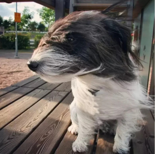 Illustration de l'article : 10 photos de chiens qui jouent avec le vent