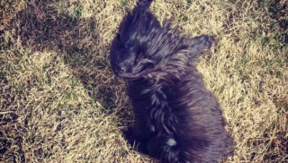 Illustration de l'article : 10 photos de chiens qui jouent avec le vent