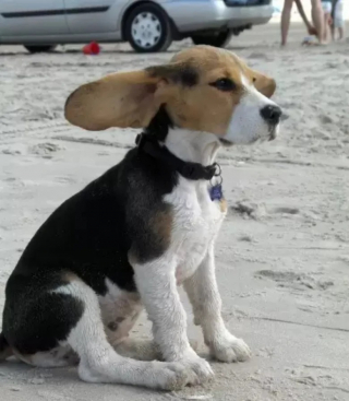 Illustration de l'article : 10 photos de chiens qui jouent avec le vent