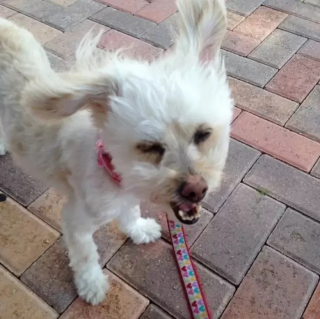 Illustration de l'article : 10 photos de chiens qui jouent avec le vent