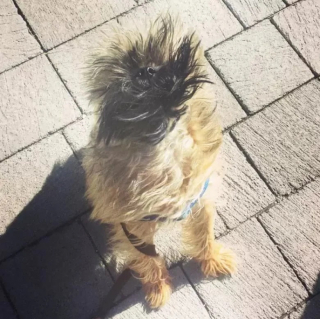 Illustration de l'article : 10 photos de chiens qui jouent avec le vent