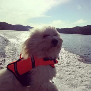 Illustration de l'article : 10 photos de chiens qui jouent avec le vent