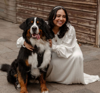 Illustration de l'article : Terrorisé par le chat de la famille, un grand Bouvier Bernois tente de se faire oublier quand celui-ci s’approche de lui (vidéo)